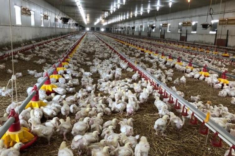 Focar de gripă aviară într-o fermă din Mureș, 180.000 de păsări sacrificate 