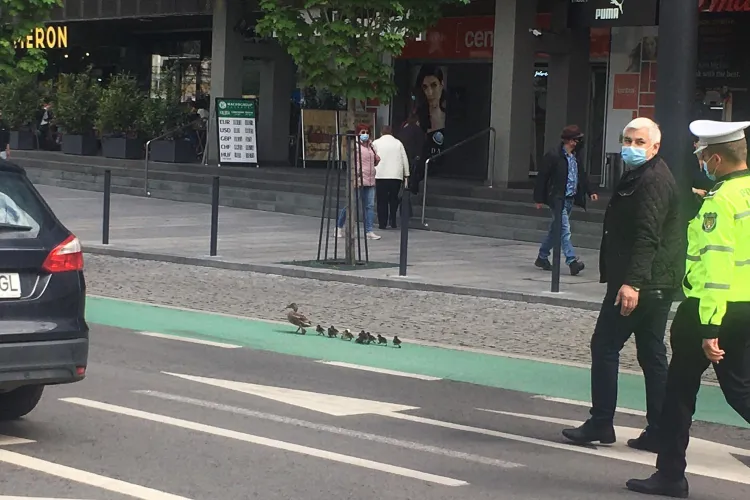 Rățuște escortate prin centrul Clujului, până la Canalul Morii - FOTO