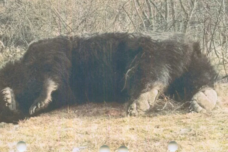 Ursul Arthur împușcat, pentru că România este ”Lumea a treia”. Prințul e nevinovat! A venit aici și a făcut ce în Austria nu putea NICIODATĂ