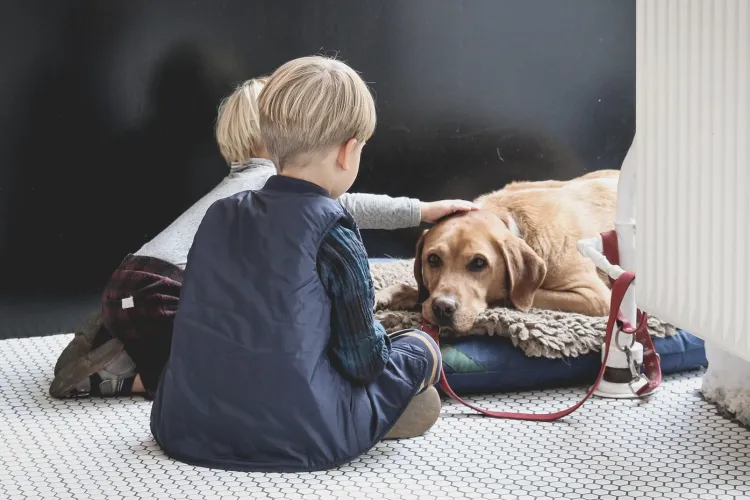 Copil de 6 ani, în stare gravă după ce a fost mușcat de câinele familiei: Băiețelul a rămas fără două degete