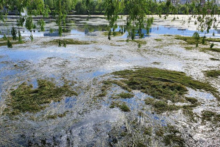 Ion Pantelimon, directorul RADP: Lacul din Gheorgheni este cu alge, pentru că iarna a fost blândă   