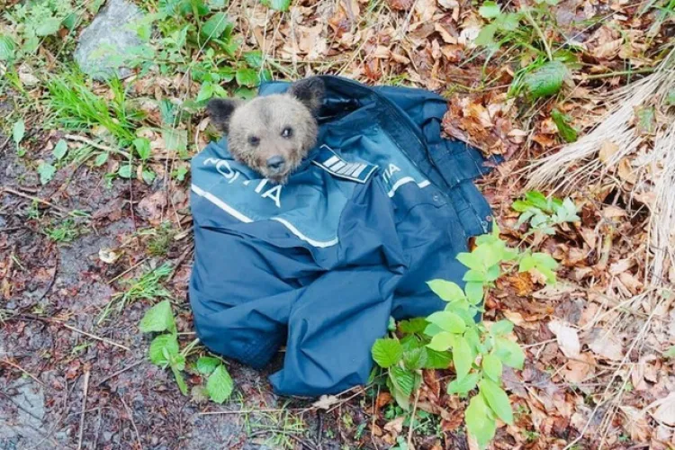  Polițiștii, salvatorii unui pui de urs în Sibiu. Cum a fost găsit de oamenii legii - FOTO