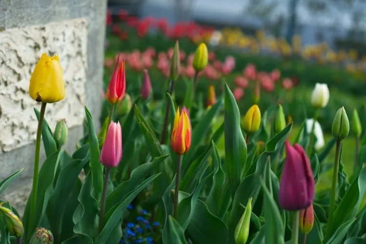 Grădina Botanică din Cluj e o feerie de culori! Probabil e cel mai frumos loc din Cluj-Napoca - FOTO