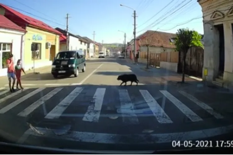 Câinii dau lecții de educație oamenilor! „Care-i om și care-i câine?” - VIDEO