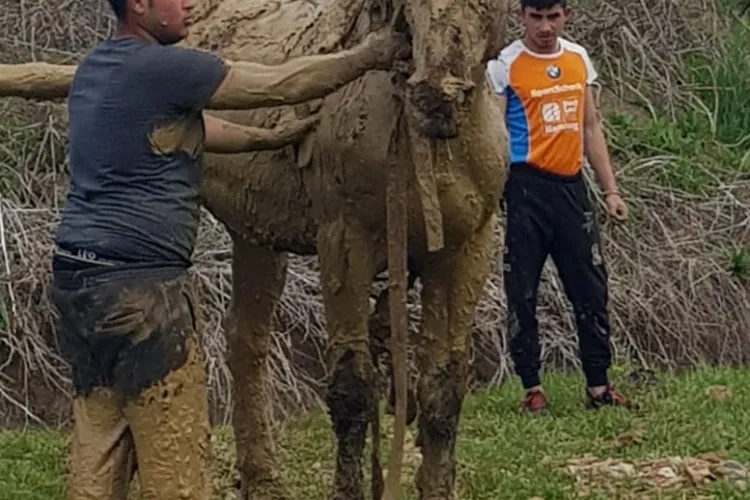 Cal salvat dintr-un canal colector de pompieri! Se blocase în nămol - FOTO