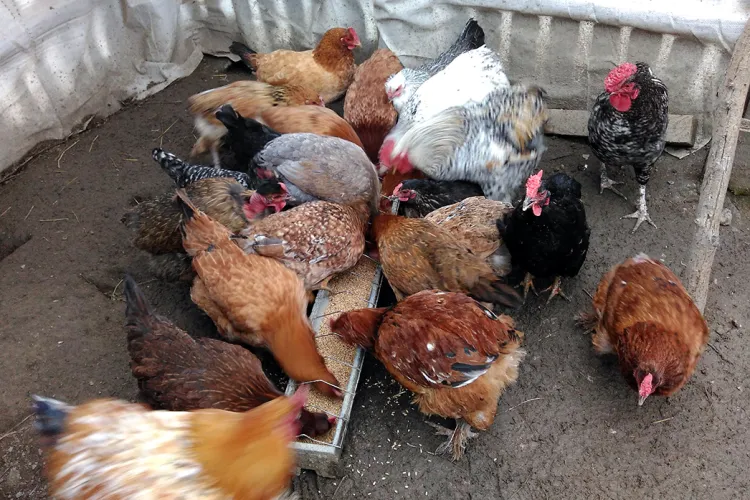 Gripa aviară se extinde. Autoritățile încearcă să afle unde au ajuns păsări din județul Mureș