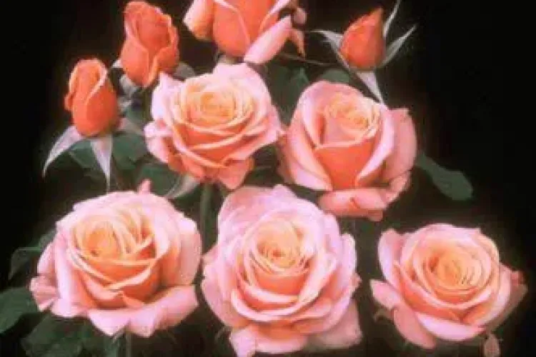 Florariile online estimeaza vanzari de 40.000 de euro de Valentine's Day