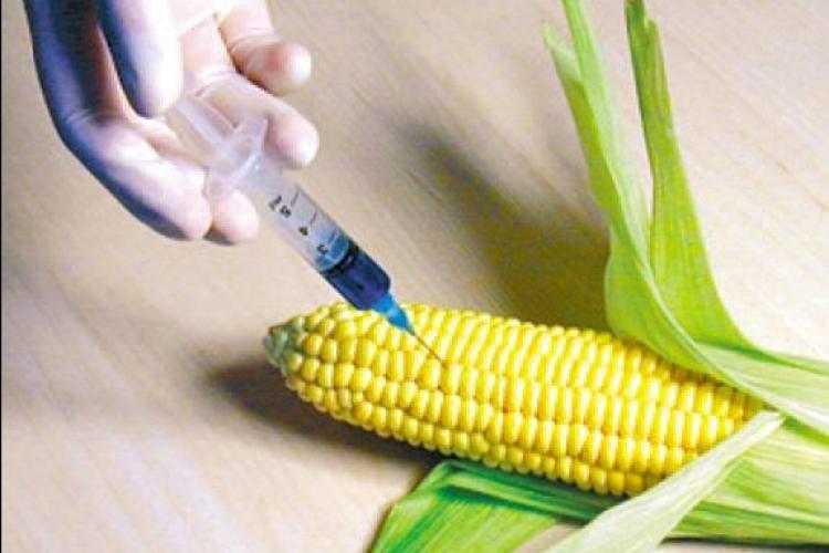 Un ONG clujean a castigat procesul pe tema organismelor modificate genetic