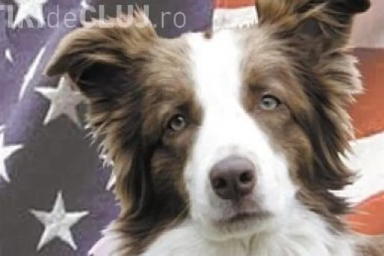 Un caine a devenit primar intr-un orasel american - FOTO