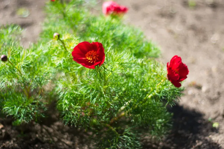 Bujorii, vedetele finalului de mai în Grădina Botanică din Cluj-Napoca - FOTO