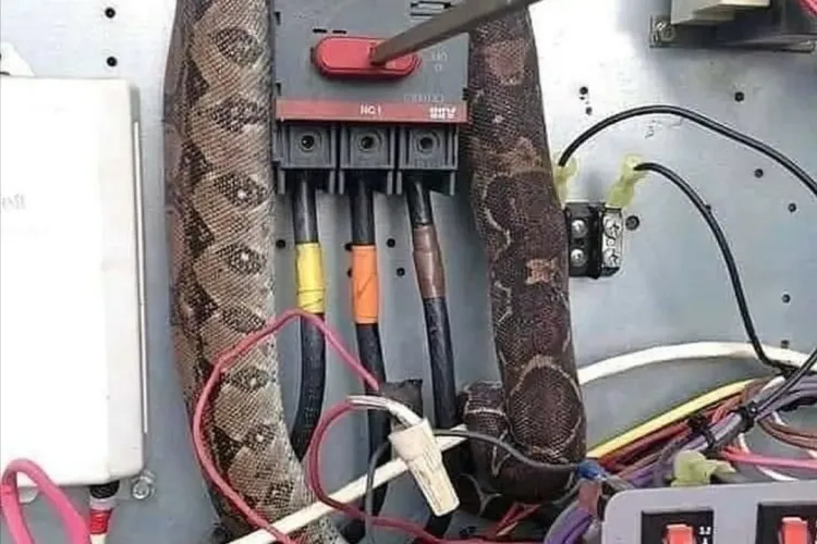 Glumă proastă a unui clujean. A pretins că un șarpe a lăsat o clădire din Cluj-Napoca fără curent - FOTO