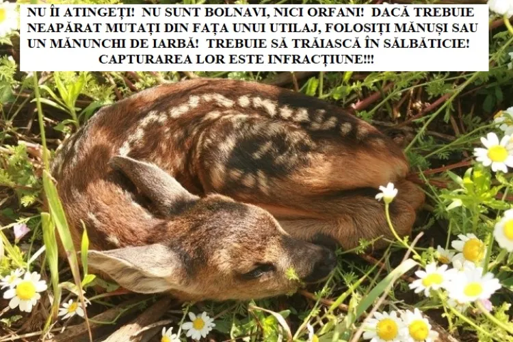 Ce să faceți dacă întâlniți în drumeții un pui de căprior, care pare abandonat - FOTO   