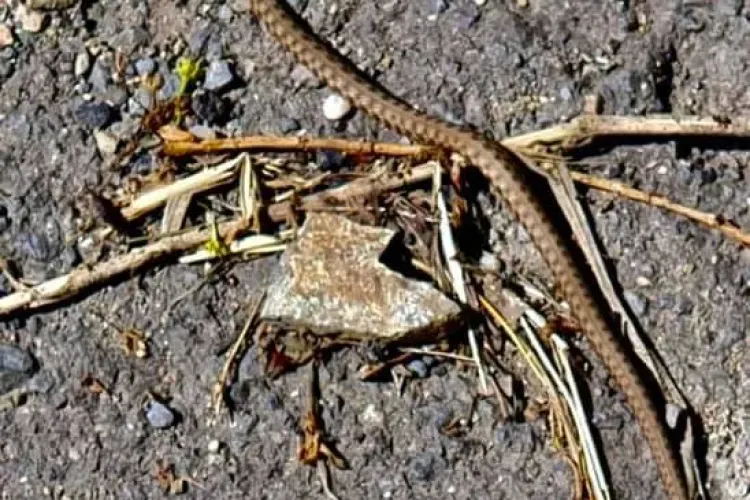 Viperă observată în zona Tarnița - FOTO