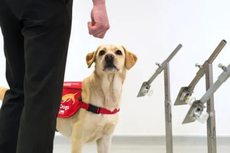 Câinii pot detecta persoanele infectate cu COVID după mirosul specific, cu o precizie de aproape 100%