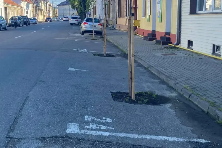 O altă zi în Alba Iulia! Au apărut copacii plantați pe locurile de parcare - FOTO