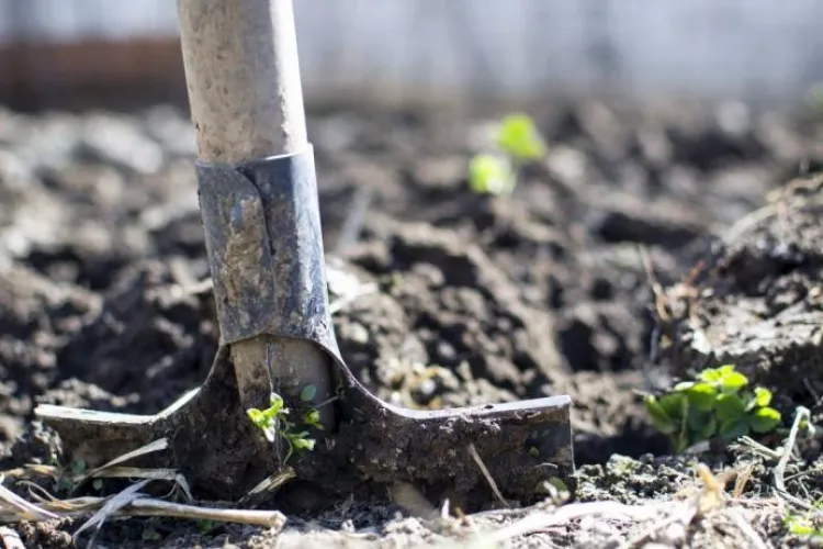 O femeie dispărută a fost găsită îngropată în curtea casei contabilei sale