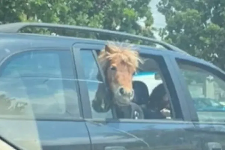 România nepieritoare! A înghesuit un cal în mașină, cu doi copii pe banchetă - VIDEO   
