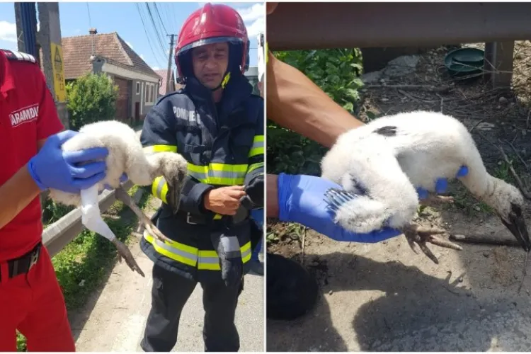 Un pui de barză a fost salvat de pompieri după ce a căzut din cuib - FOTO