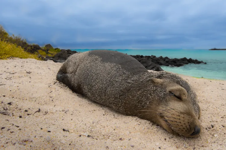 Pentru că în România nu sunt probleme, cercetătorii USAMV studiază 3 luni leii de mare din Arhipeleagul Galapagos   