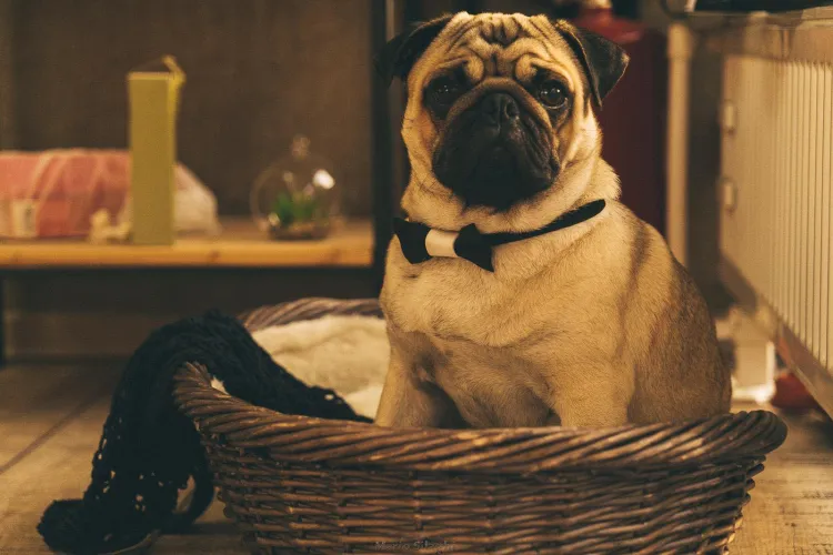 Cum a fost prinsă hoața cățelului de la Iulius Mall Cluj! A fost o muncă de detectiv de primă mână - FOTO