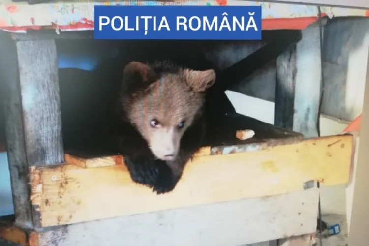 Un bărbat din Maramureș este cercetat penal pentru deținerea în captivitate a unui pui de urs - VIDEO
