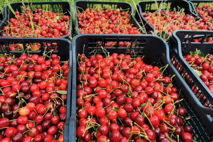 Cluj: Kilogramul de cireșe este 2 euro. S-au distrus toate livezile din jurul Clujului și acum fructele sunt un lux