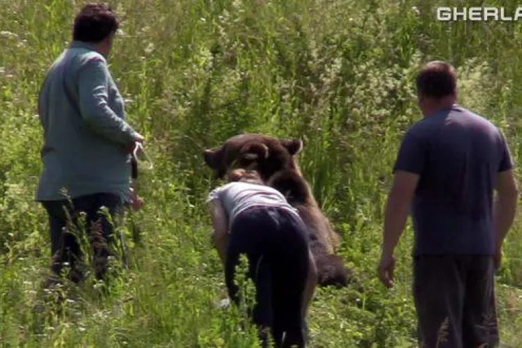 Urs de un sfert de tonă, lovit de o mașină la Cluj! Din păcate s-a luat decizia eutanasierii - VIDEO