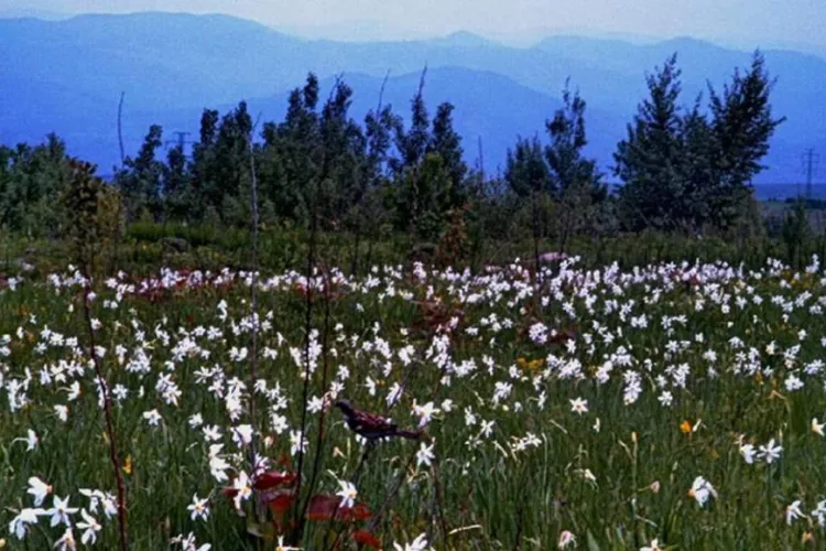 Feerie în Retezat. A început luna florilor la munte - VIDEO   