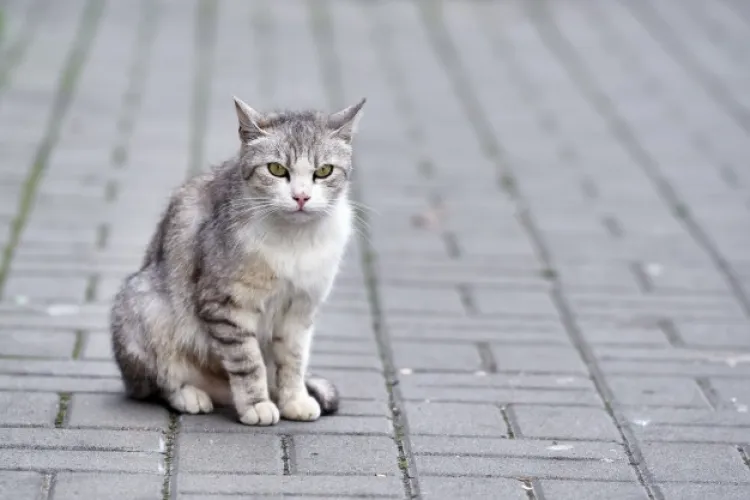 Cluj: Un bărbat a fost acuzat de furt după ce a salvat o pisică