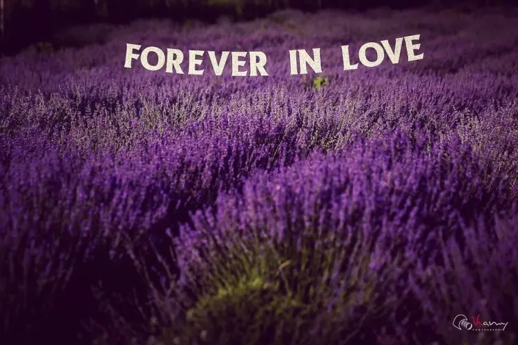 Festival de lavandă lângă Cluj! Reîncepe magia MOV, moment pentru fotografii de neuitat - VIDEO