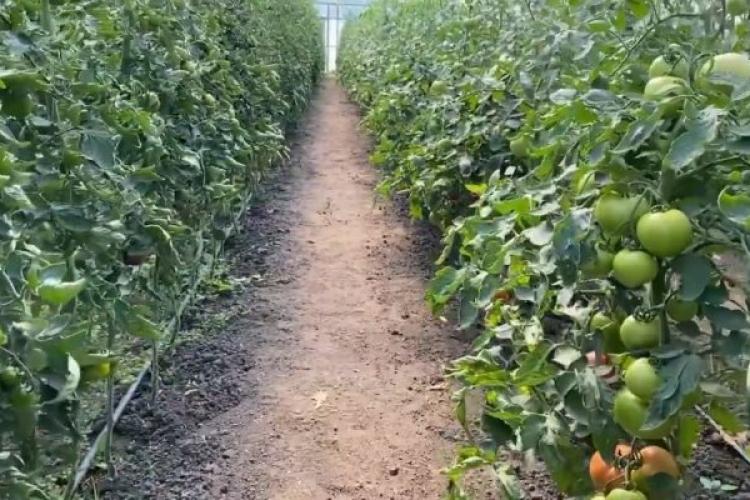 La Cluj, un fermier cultivă roșiile cu muzică clasică: „Undele sonore influențează starea plantelor” - VIDEO