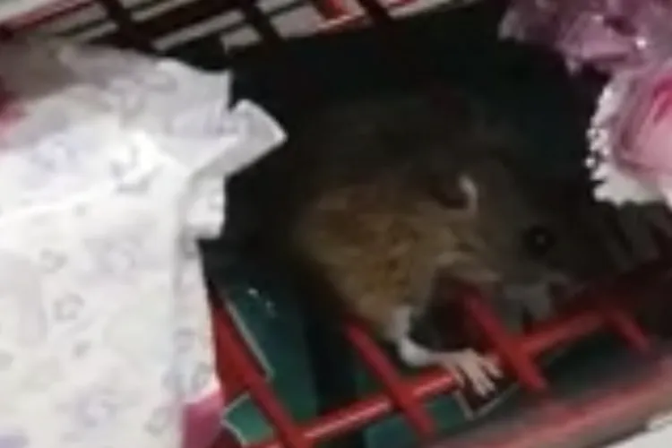 Auchan Cluj, 12.000 de lei amendă, după ce un șoarece a fost filmat pe un raft - VIDEO