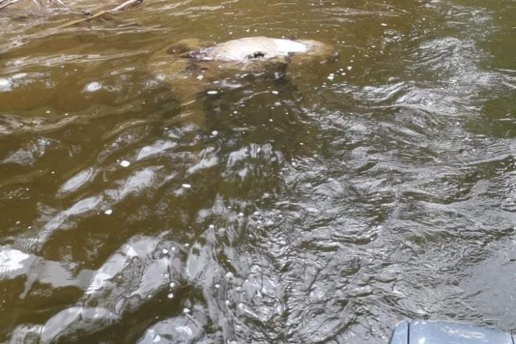 Turiștii de la Beliș cer să fie ridicat din lac leșul unui animal mort: Apa e contaminată - FOTO