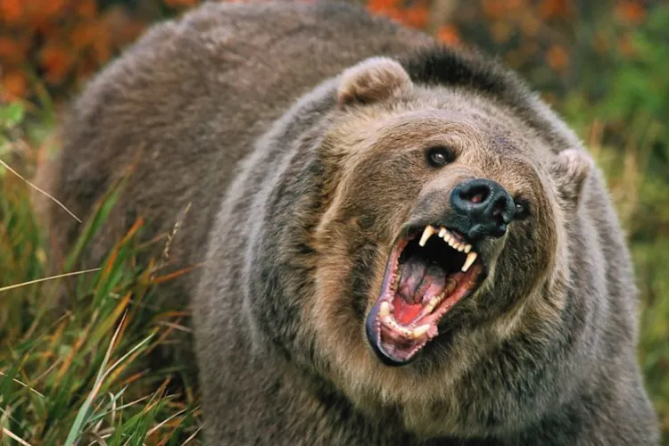 Copil de 8 ani, atacat de urs într-un sat din Covasna. Primarul: Din fericire nu e grav