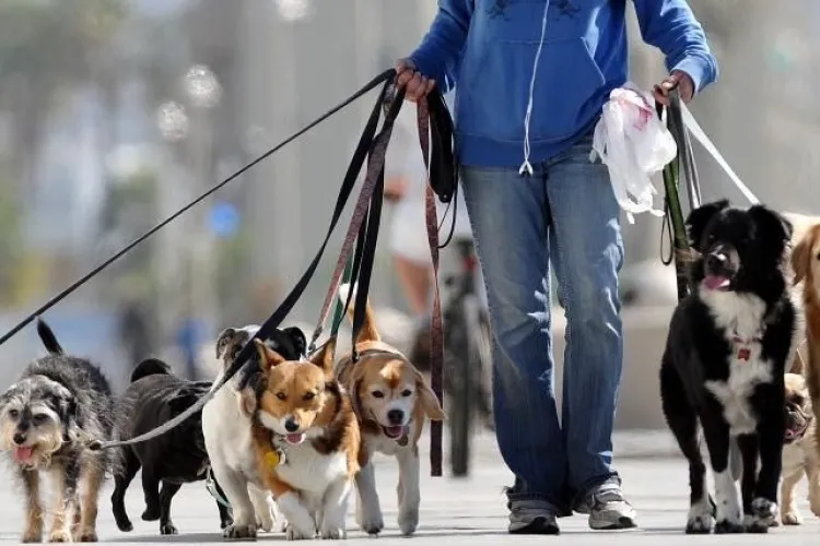 Taxe noi pentru români! Și cei care plimbă câini vor plăti taxe la stat