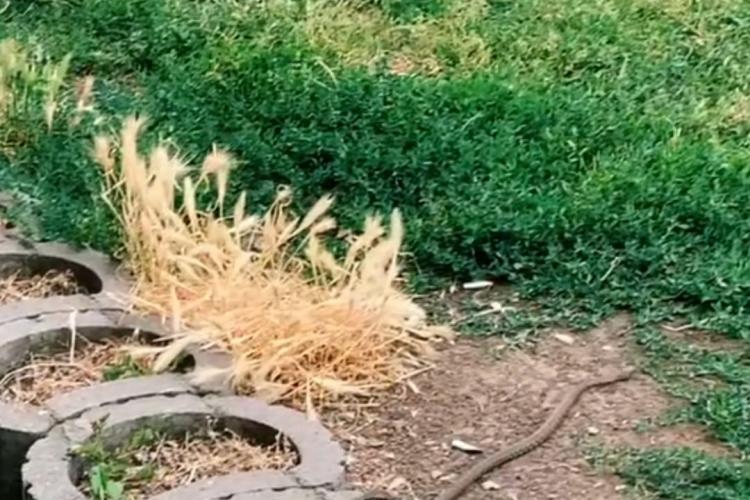 Șarpe văzut în iarbă lângă Cinema-ul din Mărăști - FOTO