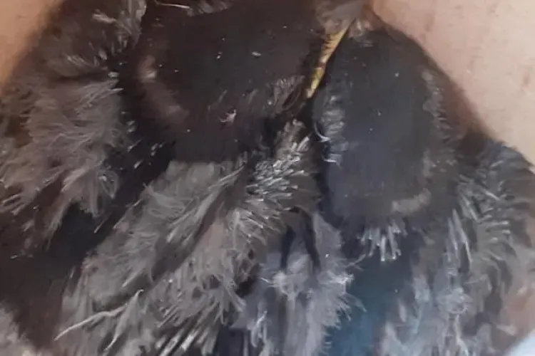 Pompierii din Huedin au salvat cinci pui de rândunică - FOTO   