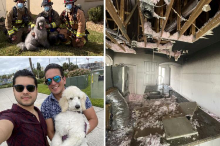 Un câine a salvat casa stăpânilor de la incendiu, după ce i-a alertat pe aceștia prin sistemul de securitate - FOTO