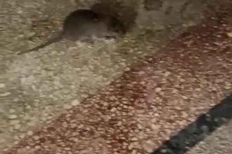 Șoarece filmat la punctul de livrare KFC din Cluj-Napoca: La ce MAFIE e la KFC, nimeni nu ne poate face nimic- VIDEO