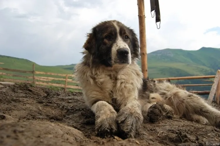 Drama unor câini din satul Vultureni. Cel care îi hrănește: Ăștia nu sunt țărani. Ceva s-a modificat! Lumea mă ceartă că îi hrănesc   