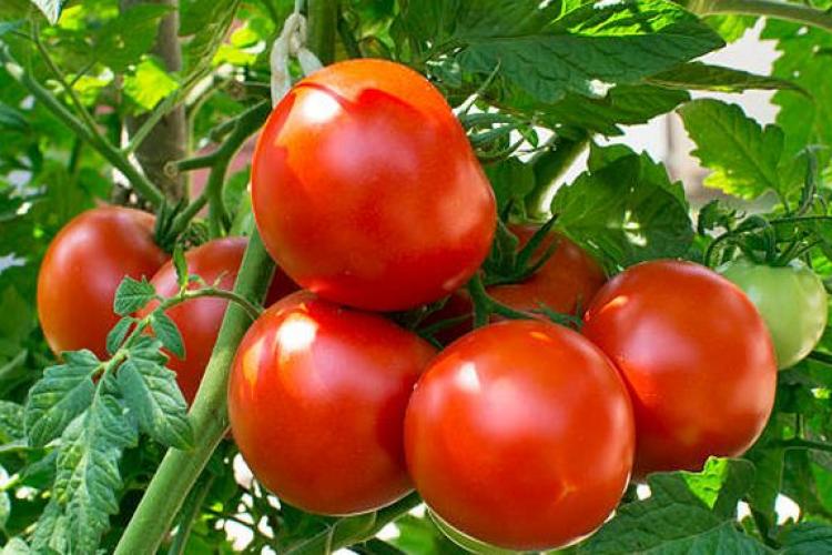 Ministrul Agriculturii, Adrian Oros: ”Programul Tomata a avut un impact zero”