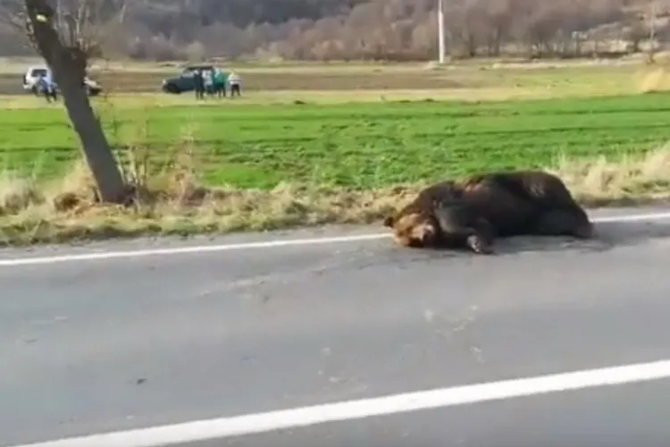 Cluj: Un urs a fost lovit de mașină și lăsat să moară pe Valea Ierii