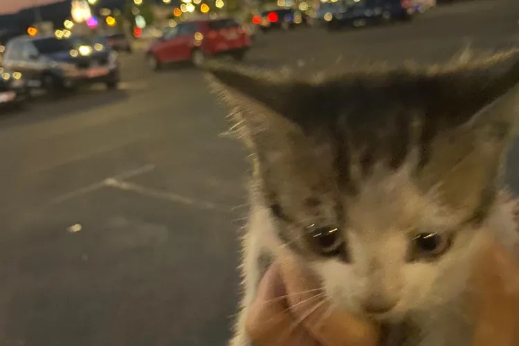 Pompierii au REFUZAT sa salveze un pui de pisică din parcare VIVO. Trecătorii nu au fost indiferenți - FOTO