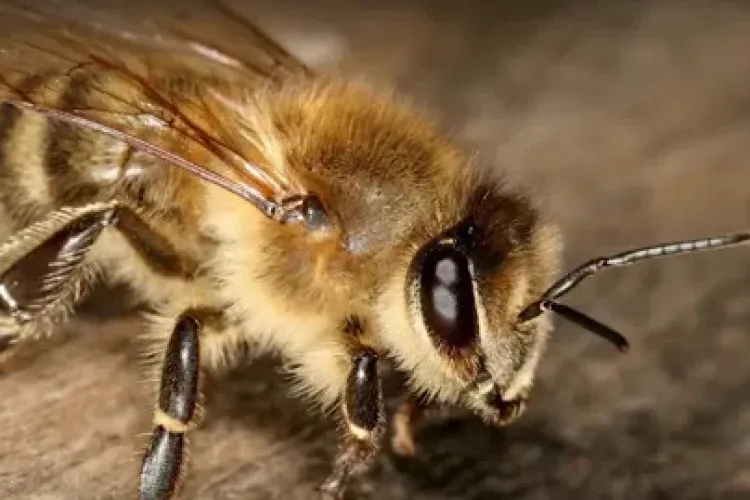 A murit după ce a fost înţepat de o albină   