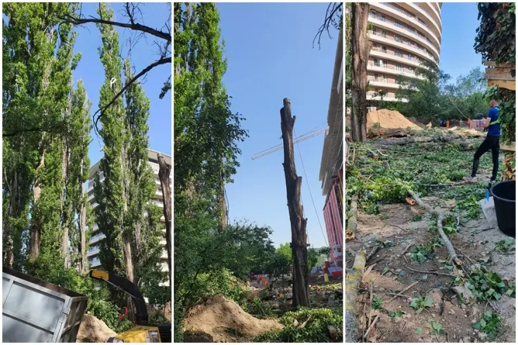 Vasile Salanță taie plopii din cartierul Plopilor. Îl încurcă la blocul pe care îl face - VIDEO și FOTO