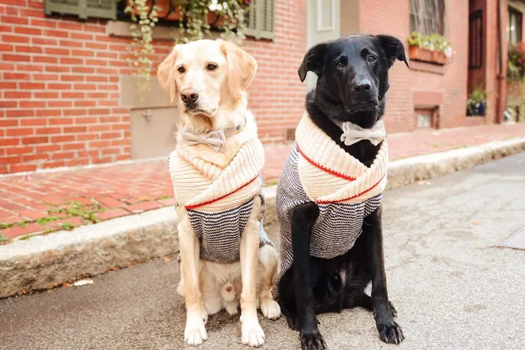 Sterilizare gratuită la USAMV Cluj