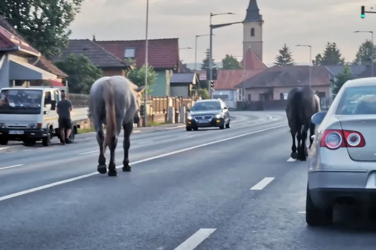 Caii din Florești ar urma să dispară din localitate, dar e nevoie de o soluție finală