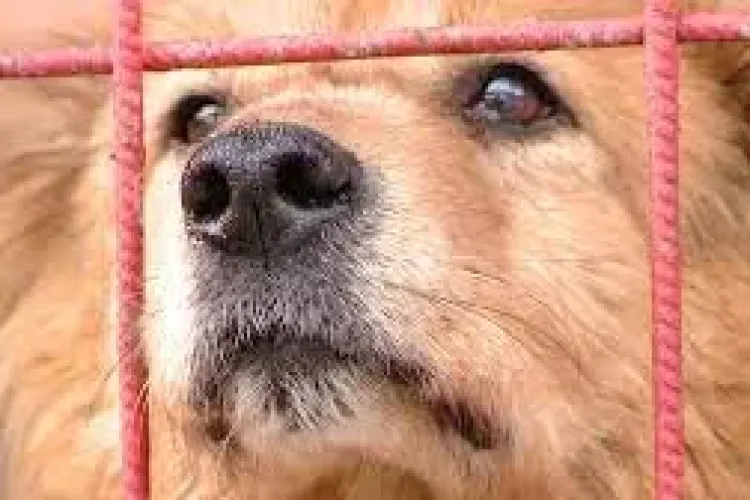 Animalele abuzate din Cluj vor fi preluate și adăpostite gratuit    