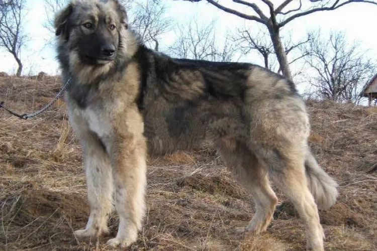 Un clujean a murit pe câmp, iar câinii credincioși l-au păzit jumătate de zi 