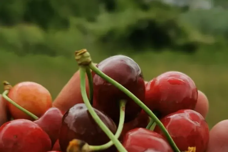 Cireșe de la USAMV Cluj la preț accesibil. Târg cu vânzare la Stațiunea de Cercetare Horticolă - FOTO